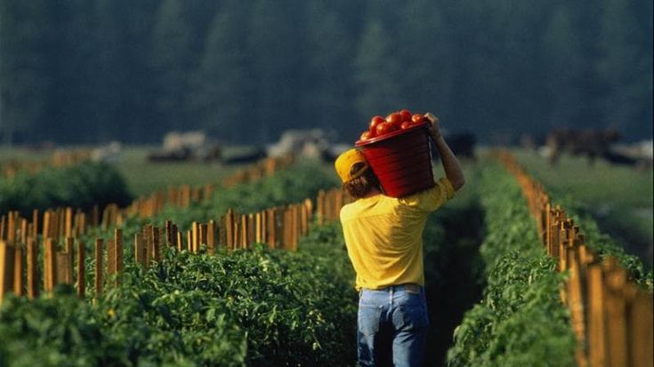 Pomodoro bio: nuove varietà più salubri e resistenti