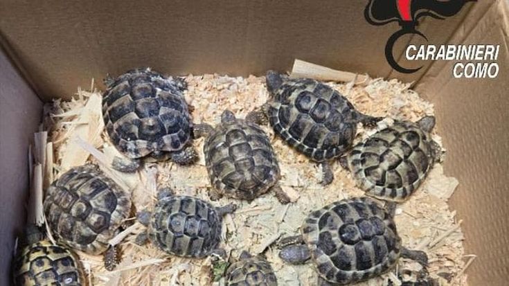 Abbandonate e maltrattate, 12 tartarughe sequestrate a Pognana Lario, sul lago di Como