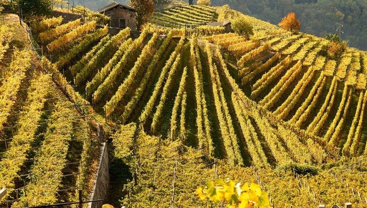 Cembra Cantina di Montagna si rifà il look: immagine e collezione di vini rinnovate