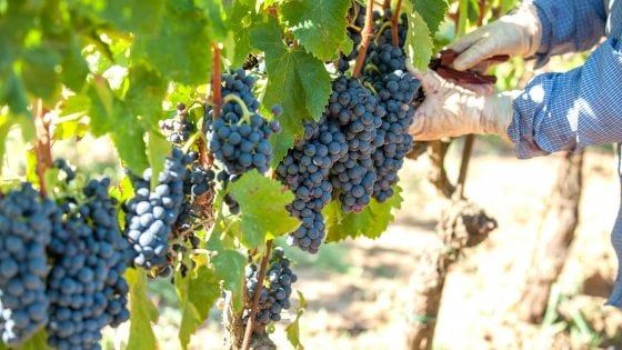 I grandi vini italiani: il Morellino di Scansano