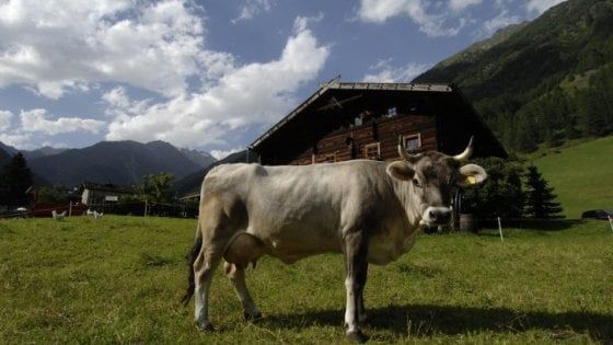 Latte, scatta obbligo di indicazione origine in etichetta
