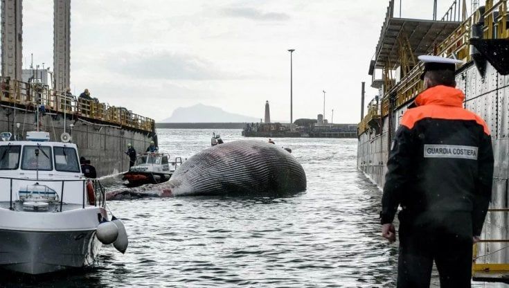 Balenottera morta a Sorrento: "Fotografata nel 1994 in Costa Azzurra"