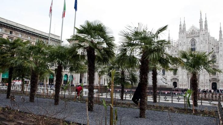 Non c’è pace per le palme di piazza Duomo, gli insetti le hanno attaccate: “Alcune saranno eliminate, altre curate prima del trasloco”