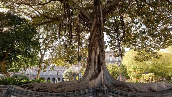 Palazzo Reale 2025, restauro del giardino romantico: sua maestà la natura