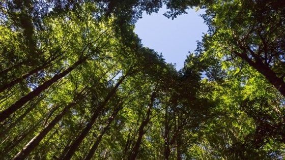 La Fao: "Rallenta la deforestazione globale, cresce la gestione sostenibile del suolo"