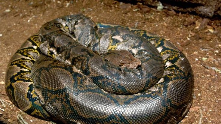 Induno Olona, per strada si aggira un pitone. Il sindaco: “Tenete d’occhio gli animali domestici”