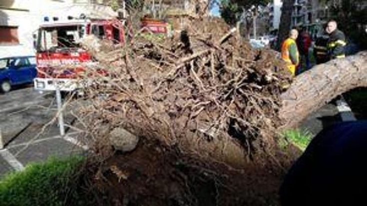 Maltempo, crollano due grossi pini a Roma in via di Castelfusano e a Tor Marancia
