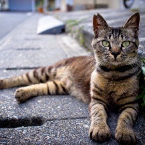 Gatto investito e lasciato a terra nel comune di Arzano