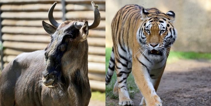 Lo gnu dall'Africa e le tigri dell'Amur dalla Russia: nuovi ospiti al parco Le Cornelle