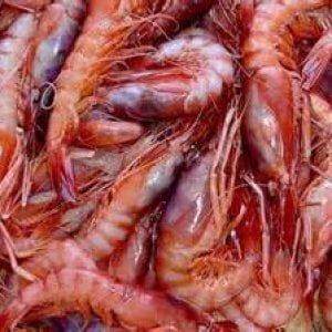 Sanremo, un weekend di eccellenze liguri con Slow Food
