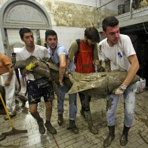 Nel museo allagato 'risorge' uno squalo di due metri