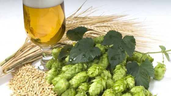 Birra 100% italiana, luppolo autoctono nel boccale