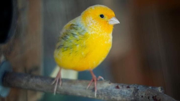 “Il canarino non può salire sull’aereo”. E un’ottantenne fa 24 ore di viaggio per portare “Ciccio Bello” a Pantelleria