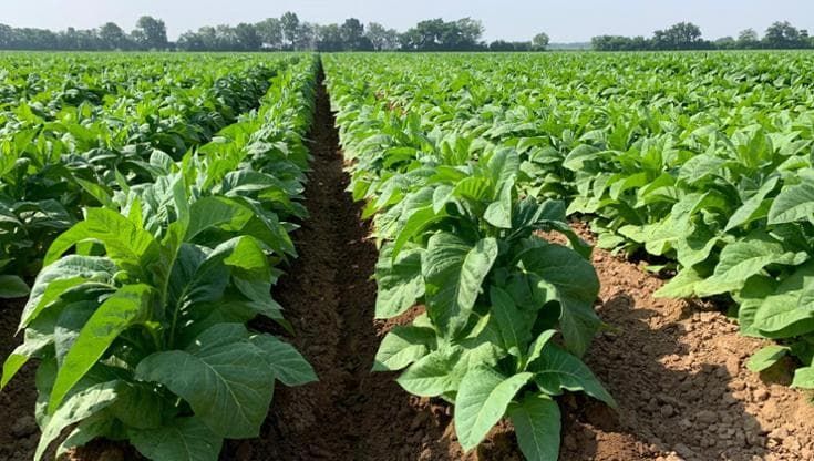 In Italia la prima filiera del tabacco digitale: satelliti e IA per evitare gli sprechi