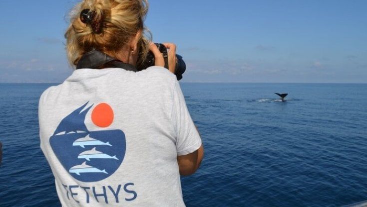 Capodogli nel mar Ligure, un branco di 24 esemplari vicino alla costa di Ponente