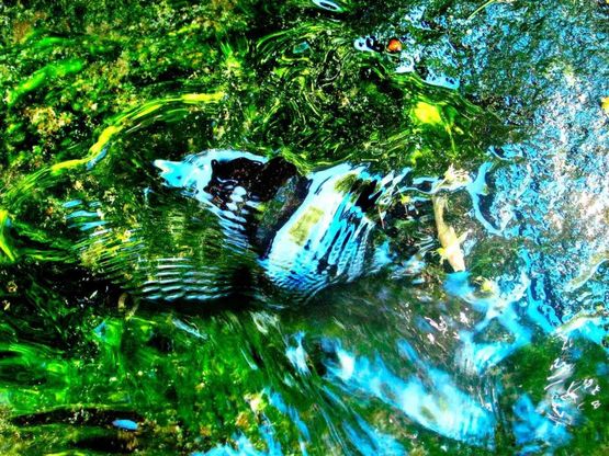 Varese, quando la natura crea opere d'arte con l'acqua