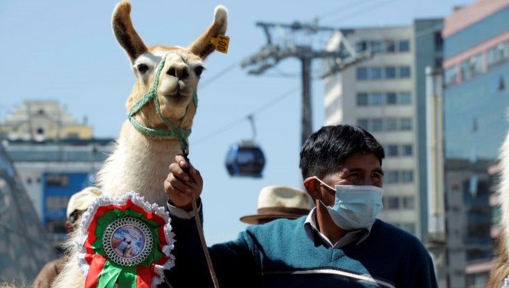 Covid, dagli anticorpi dei lama uno spray per bloccare il virus