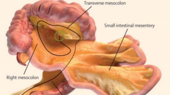 Abbiamo un nuovo organo: è il mesentere