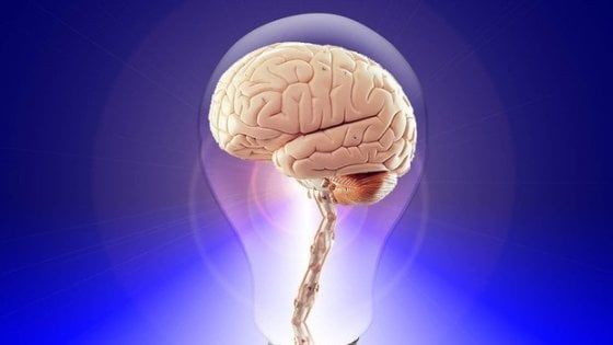 Riprodotto in laboratorio il primo mini cervello umano completo
