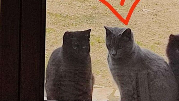 "Il mio Milord forse intrappolato su quel tir", animalisti mobilitati dal Salento alle Marche: autista rintracciato ma del gatto non c'è traccia