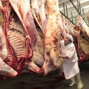Torino, i veterinari che denunciarono i maltrattamenti al mattatoio relegati a lavorare nei container