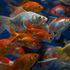 Non liberate il pesce rosso: fa male all’ambiente