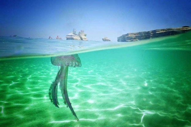 Salento, il caldo porta le meduse: i colori sono spettacolari