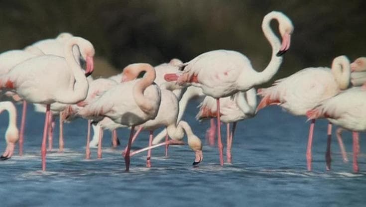Albania, l'ombra di Kushner sui fenicotteri: "Il resort di lusso minaccia la laguna protetta"