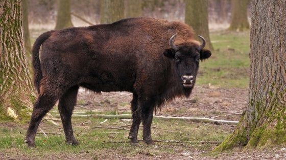 Francia: abbattuti 20 bisonti in fuga nell'Alta Savoia