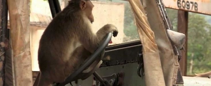 Guida autonoma come le scimmie: se copia il comportamento umano funziona meglio