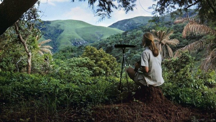 La foto inedita di Jane Goodall si può acquistare per salvare l'ambiente