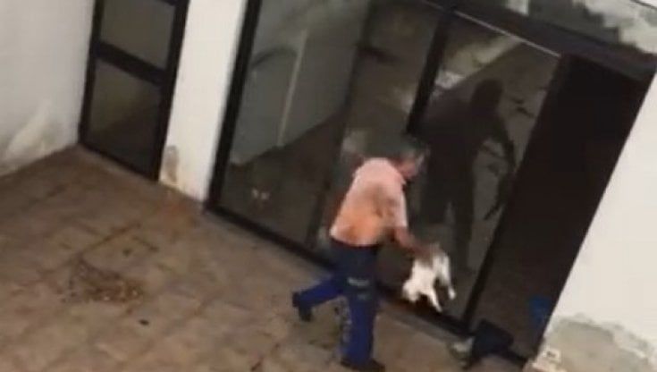 Bari, avvelenò due gatti: non sconterà la pena anche se è stato condannato
