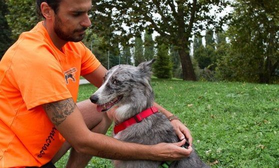 I consigli per il cane runner: dai comandi allo stretching