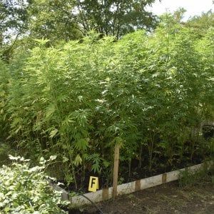 Scoperte due piantagioni di marijuana nel Bolognese