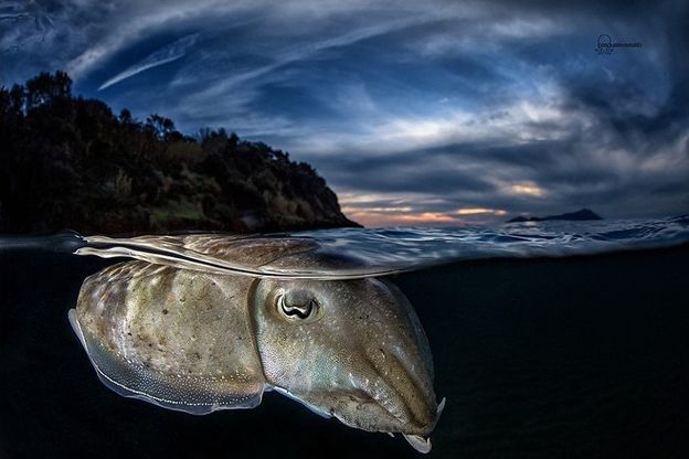 La seppia di Miseno a pelo d'acqua conquista il concorso internazionale "Abissi"