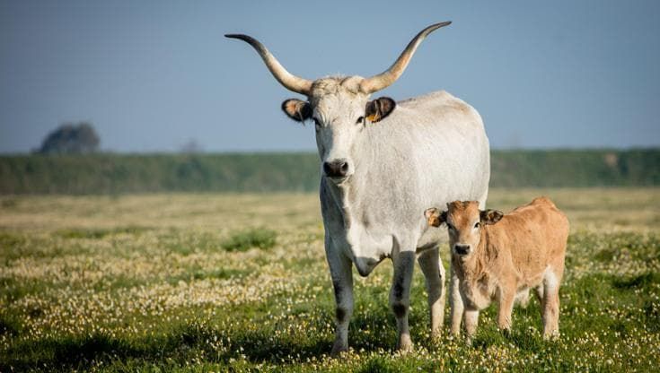 A Tolfa alla scoperta della cucina, povera e gustosa, dei butteri
