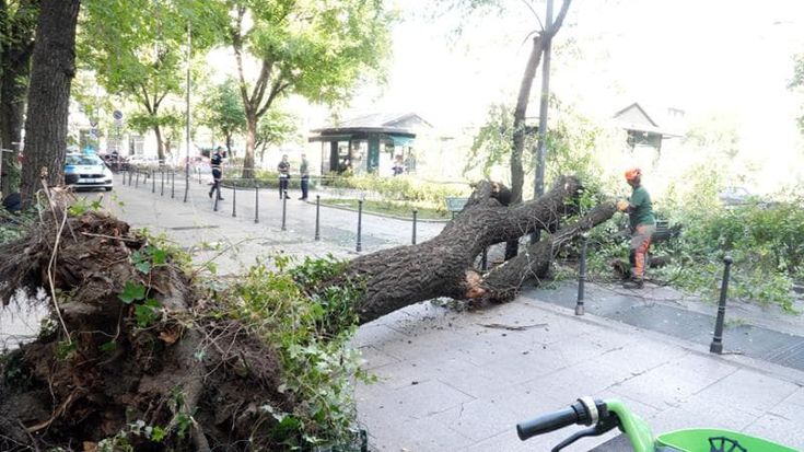 In piazza Risorgimento otto alberi da abbattere dopo l’olmo caduto: “Rischio crollo”