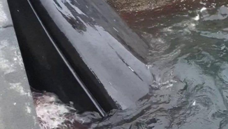Balena morta a Sorrento, il video del ritrovamento sul fondale del porto