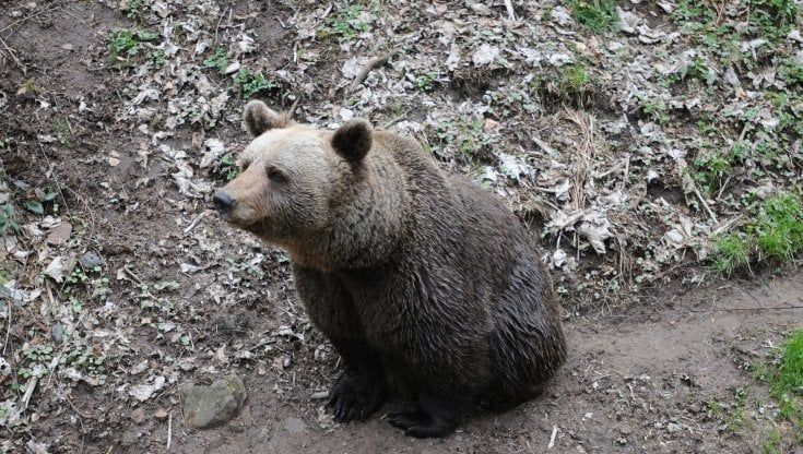 "Pronti ad accogliere l'orsa JJ4": lo Zoosafari di Fasano dopo la cattura rilancia la proposta di una struttura dedicata