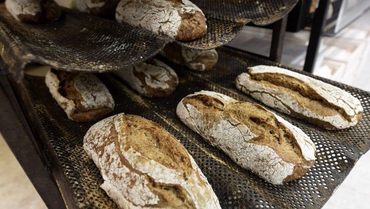 Meno bistecche più farina d'insetti, così cambierà l'industria alimentare