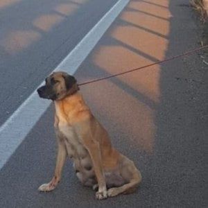 Gallipoli, cagnolina abbandonata sulla statale con una zampa rotta: la salvano i carabinieri