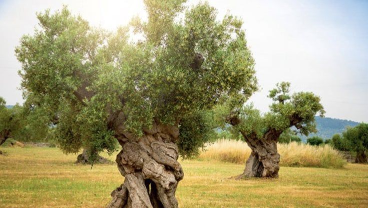 C'è un ulivo che vi aspetta (per essere adottato)
