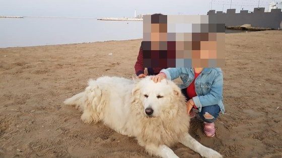 Bari, il quartiere raccoglie 300 euro per dare una cuccia a Henry: "E' il custode di San Girolamo"