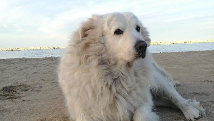 Henry il cane di quartiere è diventato obeso: "Tutti gli danno da mangiare ma così rischia la vita"