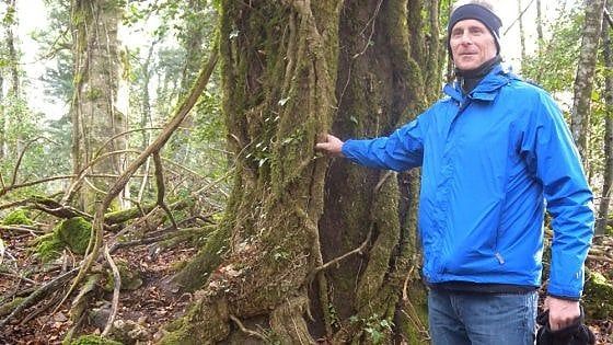 Puglia, la Foresta Umbra come la giungla di Tarzan: un esperto dagli Usa per studiare le liane del Gargano