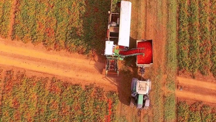 Passata Petti, lo storico marchio sotto inchiesta per una maxi frode sul pomodoro "100% italiano"