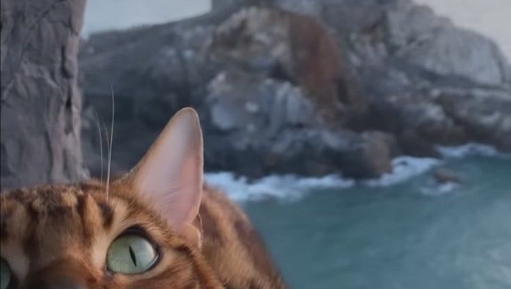 La Spezia, Leo e Felicien, i gatti star dei social alla scoperta dell'Italia