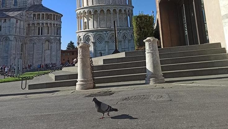 UniPi: ecco perché a Pisa in 20 anni i piccioni sono diminuiti del 60 % (senza progetti specifici)