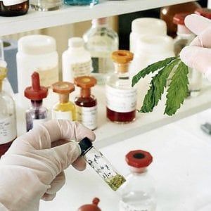 Palermo: caro cannabis, malati in rivolta. "Pianteremo i semi in terrazzo"