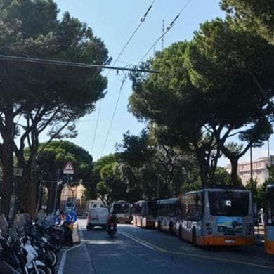 Genova, alberi tagliati a Brignole, la versione di Aster: "Danni irreparabili alle radici e al tronco". Ma Italia Nostra attacca: "Lo sapevano da sette anni, sono stati loro a danneggiarli"